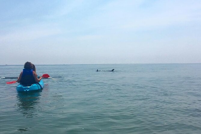 Small Group Dolphin Kayak Eco-Tour - What the small-group format really adds