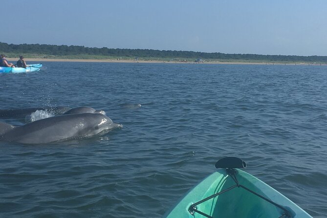 Small Group Dolphin Kayak Eco-Tour - Is the $68 price a good value?