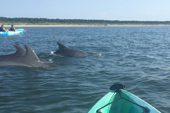 Small Group Dolphin Kayak Eco-Tour - Following dolphin habitat toward Cape Henry