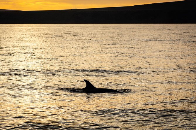 Small Group Dolphin Sunset Tour on Electric Catamaran Lanzarote - Along Lanzarote’s southern coast