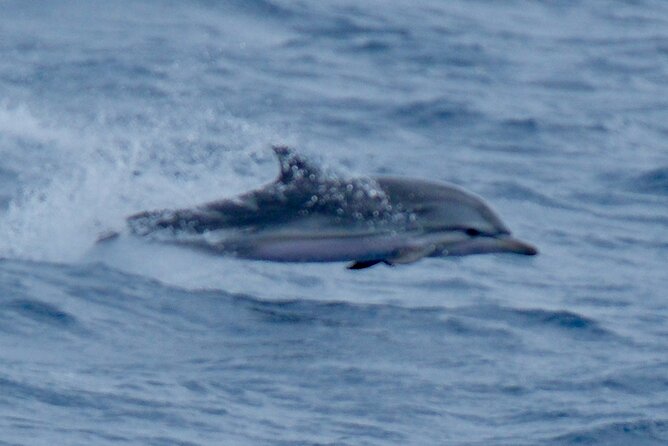 Small Group Dolphin Sunset Tour on Electric Sailing Boat Denia - What is included during the 2.5 hours