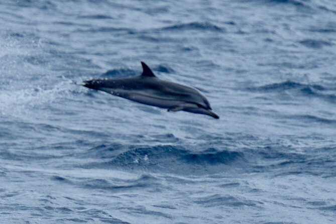 Small Group Dolphin Sunset Tour on Electric Sailing Boat Denia - Who will enjoy this outing most?