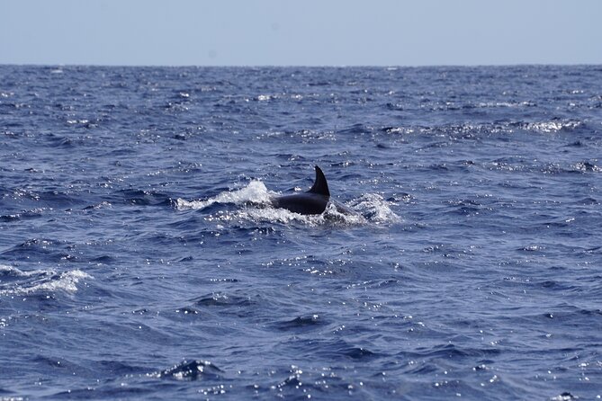 Small Group Dolphin Sunset Tour on Electric Sailing Boat Denia - Weather, cancellations, and planning the day