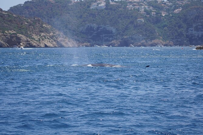 Small Group Dolphin Sunset Tour on Electric Sailing Boat Denia - Should you book the Cabo de San Antonio sunset cruise?