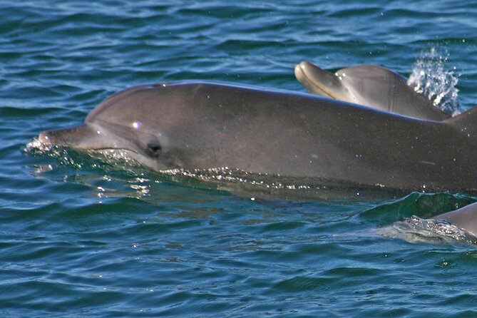 Small Group Port Stephens + Dolphins + 4WD/sandboarding ex Sydney - How the guides affect the experience