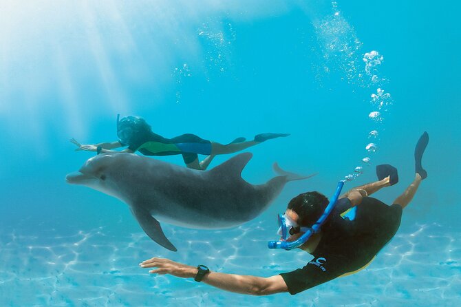 Snorkel at The Dolphin House Adventure In Hurghada - Key points to know before you book