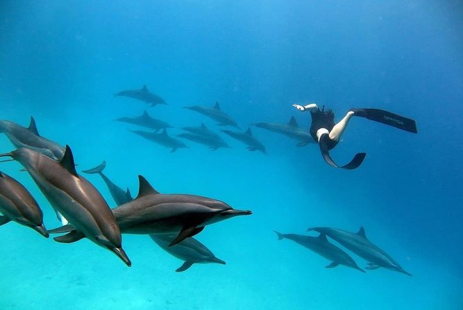 Snorkel at The Dolphin House Adventure In Hurghada - Setting out from Hurghada at 8:00 am