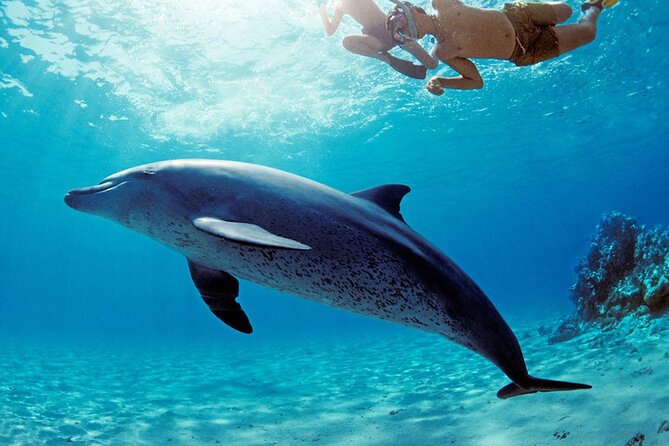 Snorkel at The Dolphin House Adventure In Hurghada - What the $12.50 price really covers
