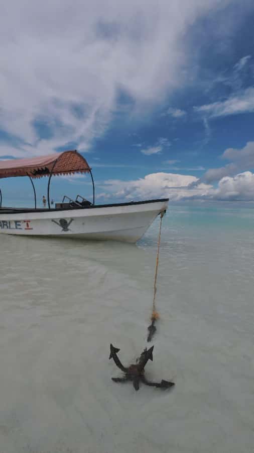 Snorkel Mnemba’s Reefs & Swim with Dolphins Adventure - FAQ