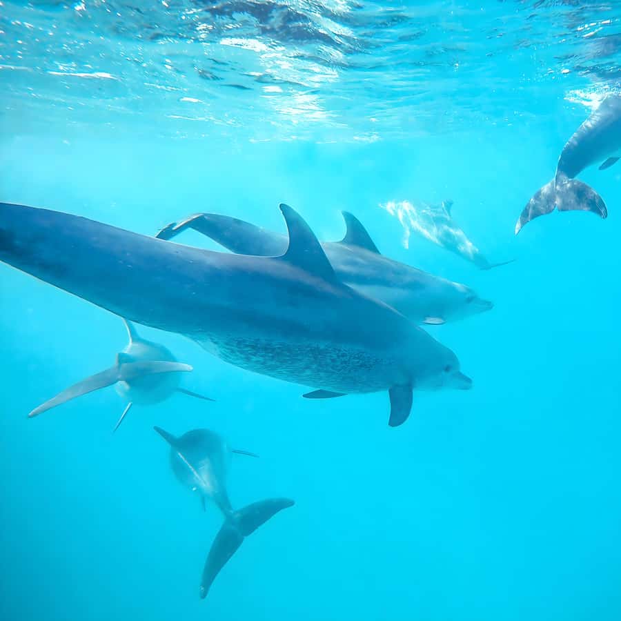 Snorkel Mnemba’s Reefs & Swim with Dolphins Adventure - Dolphins are a lucky extra, not the main plan