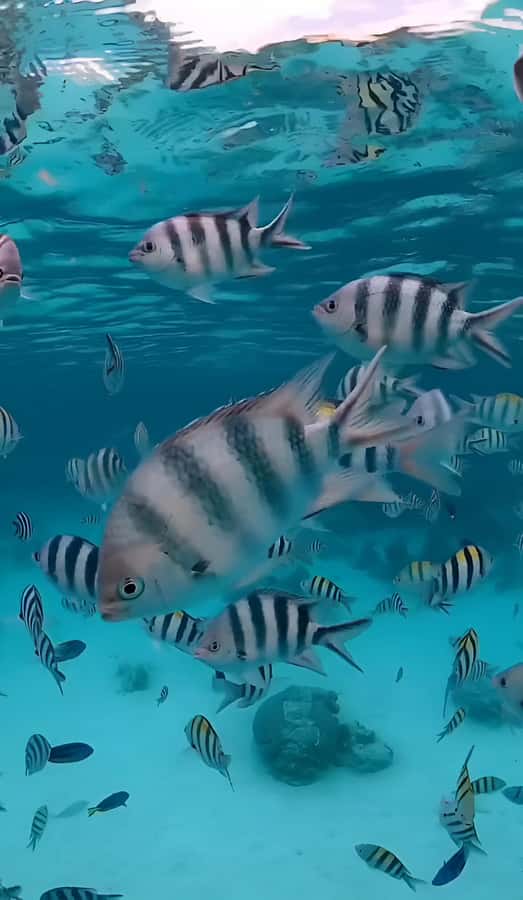 Snorkel Mnemba’s Reefs & Swim with Dolphins Adventure - Booking details that can save you trouble
