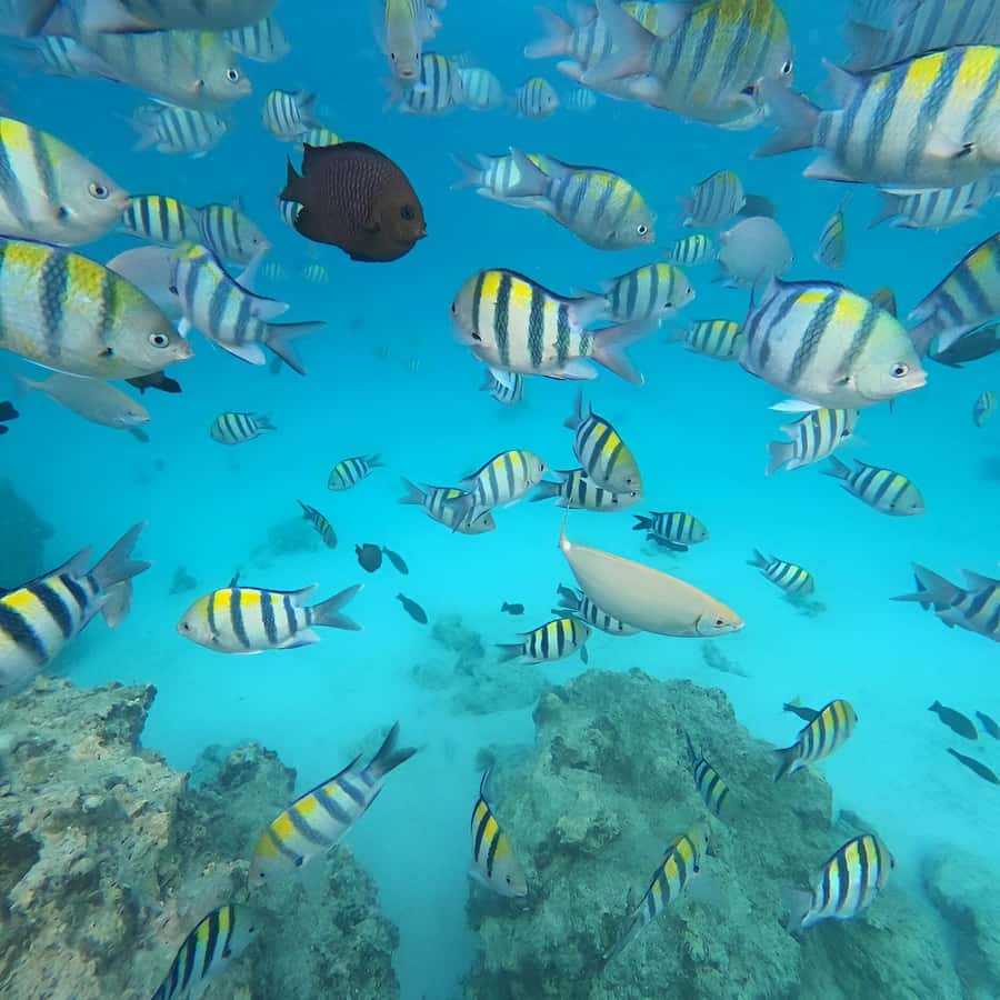 Snorkel Mnemba’s Reefs & Swim with Dolphins Adventure - Should you book Snorkel Mnemba’s Reefs and Swim with Dolphins?