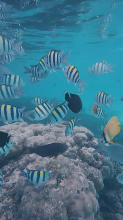 Snorkel Mnemba’s Reefs & Swim with Dolphins Adventure - Two hours around Mnemba’s coral reef