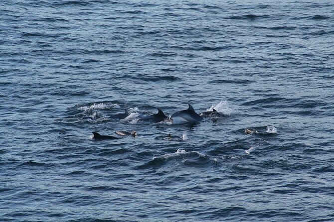Snorkel with Dolphins, Lunch on Benitiers island, Speedboat - Ile aux Benitiers and the three-hour lunch break