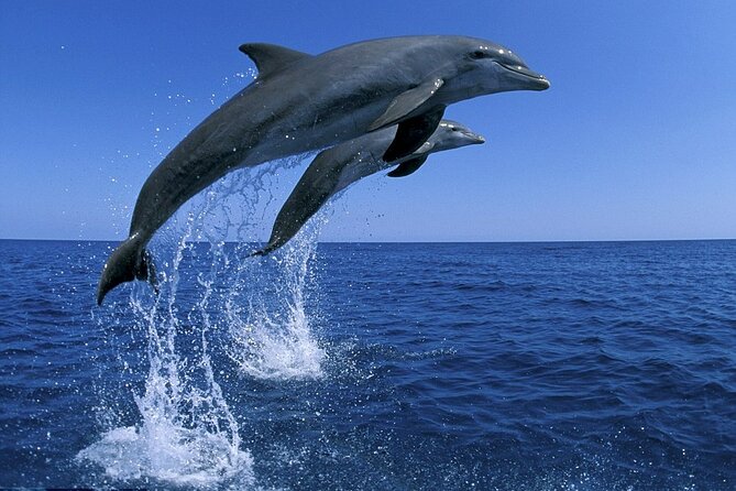 Snorkel with Dolphins, Lunch on Benitiers island, Speedboat - Who will enjoy this trip most