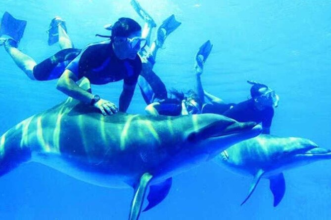 Snorkeling Adventure at Dolphin House Reef & Transfers-Marsa Alam - Reaching Dolphin House from Marsa Alam