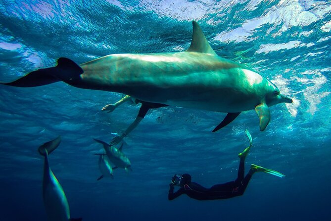 Snorkeling Adventure at Dolphin House Reef & Transfers-Marsa Alam - Your first look at Dolphin House Reef
