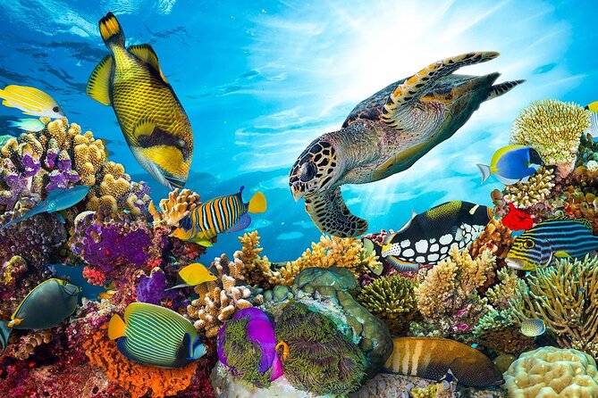 Snorkeling Adventure at Dolphin House Reef & Transfers-Marsa Alam - What the $55 price really covers