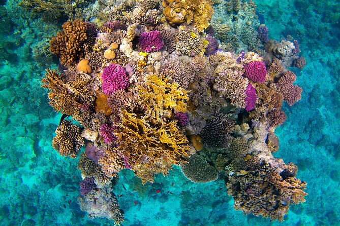 Snorkeling Adventure at Dolphin House Reef & Transfers-Marsa Alam - The long ride is both feature and drawback