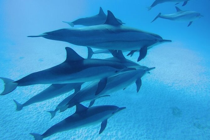 Snorkeling Adventure at Dolphin House Reef & Transfers-Marsa Alam - A realistic approach to the dolphins