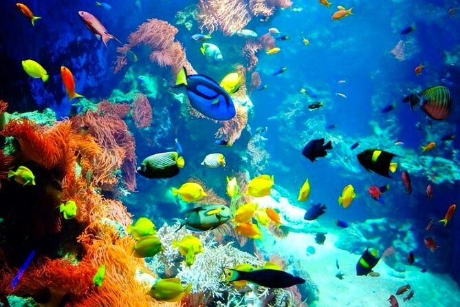 Snorkeling Adventure at Dolphin House Reef & Transfers-Marsa Alam - Who will enjoy this outing most