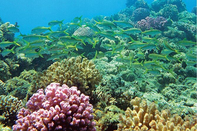 Snorkeling Adventure at Dolphin House Reef & Transfers-Marsa Alam - Booking, cancellation, and practical planning