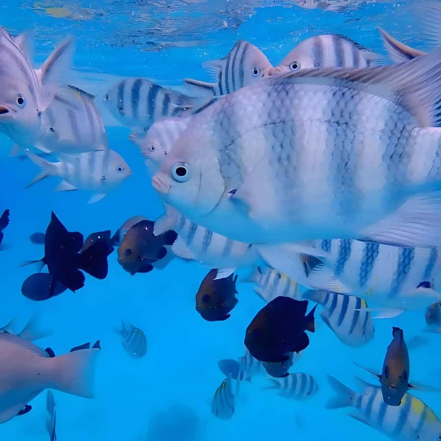 Snorkeling and swimming with dolphins in mnemba island - Key points to know before booking