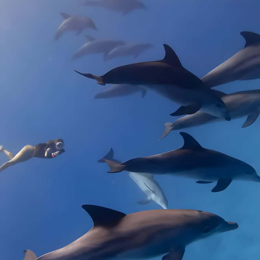 Snorkeling and swimming with dolphins in mnemba island - Snorkeling at two reef locations