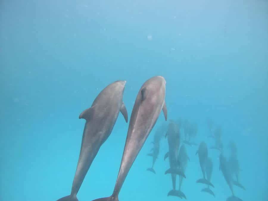 Snorkeling and swimming with dolphins in mnemba island - How much value you get for $80