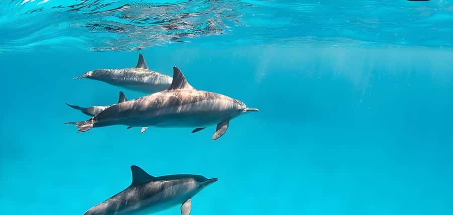 Snorkeling and swimming with dolphins in mnemba island - Getting to the boat from Zanzibar’s northeast coast