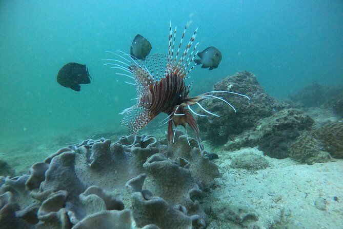 Snorkeling at Dimaniyat Islands and Dolphin Watching - Snacks, drinks, and what to bring