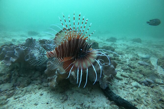 Snorkeling at Dimaniyat Islands and Dolphin Watching - Guides can shape the whole morning