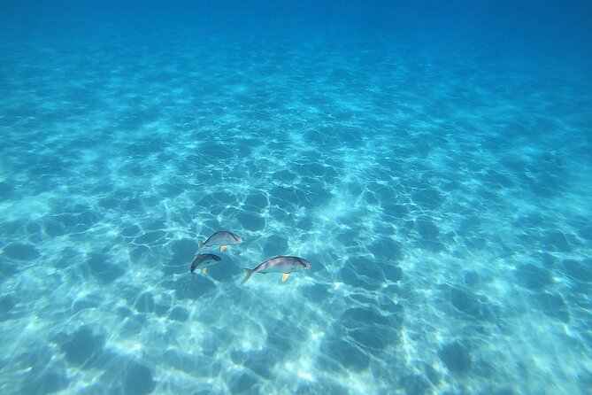 Snorkeling Experience to discover the dolphin inside you! - Looking into the sea cave