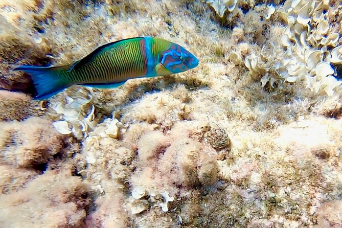 Snorkeling Experience to discover the dolphin inside you! - Practical details for a smoother morning