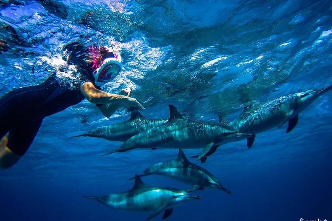 Snorkeling Trip At Satayh Dolphin Reef - Why Satayh Reef Is Worth the Long Ride
