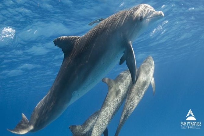 Snorkeling Trip At Satayh Dolphin Reef - The 6:00 am Start and Drive to Hamata Marina