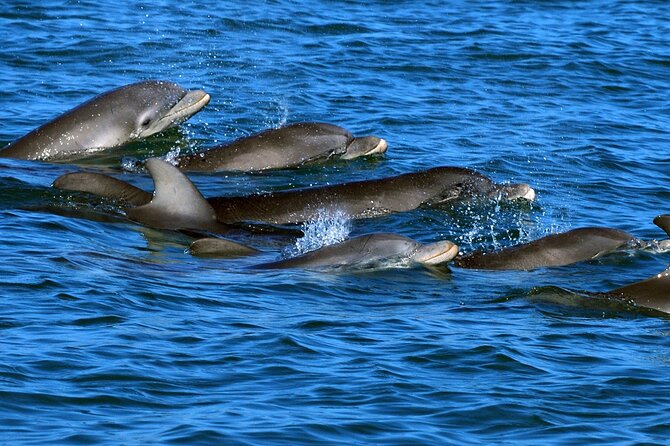 Snorkeling with Dolphins at Dolphin House Boat Trip in Hurghada - Two Snorkeling Stops Over the Red Sea Reefs