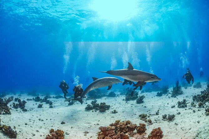 Snorkeling with Dolphins at Dolphin House Boat Trip in Hurghada - Practical Details Before You Book