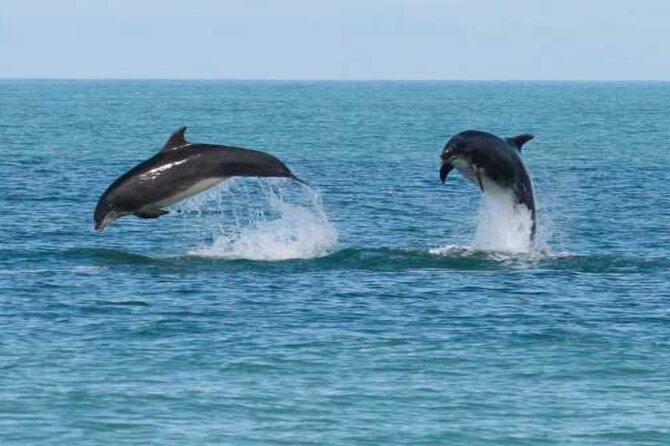 Snorkeling with Dolphins & Lunch In Sataya Reefs From Marsa Alam - Why Sataya Reef is the main event