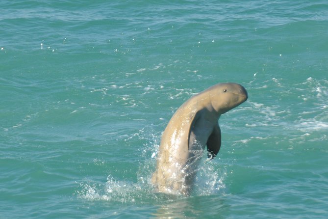 Snubfin Dolphin Eco Cruise from Broome - Roebuck Bay is the real star