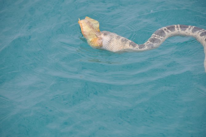 Snubfin Dolphin Eco Cruise from Broome - The crew makes the difference