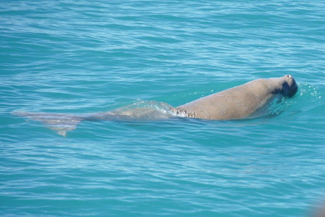 Snubfin Dolphin Eco Cruise from Broome - What the search through Roebuck Bay feels like