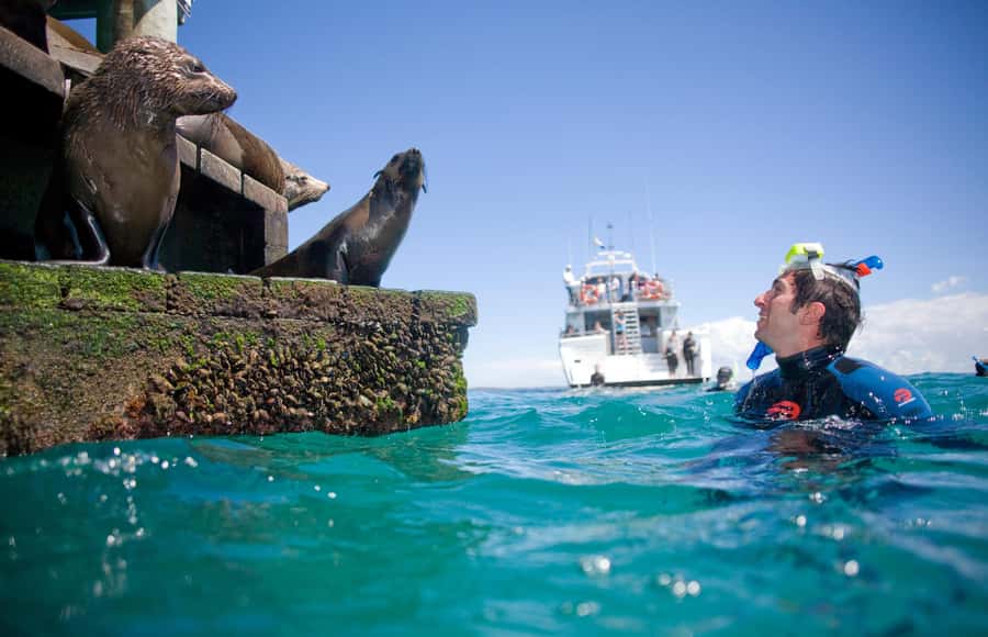 Sorrento: Dolphins & Seals Snorkeling Cruise w/ Lunch - Searching for dolphins in Port Phillip Bay