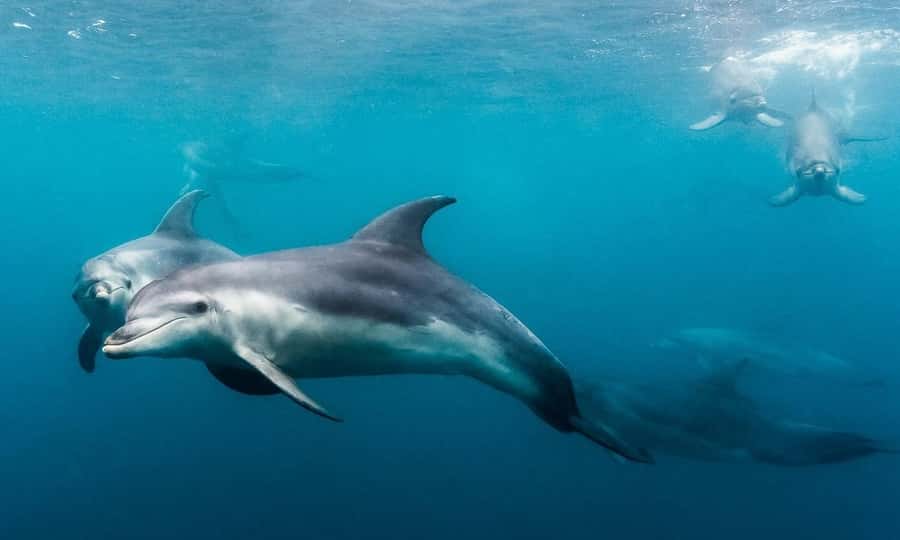 Sorrento: Dolphins & Seals Snorkeling Cruise w/ Lunch - Swimming ability and comfort in the water