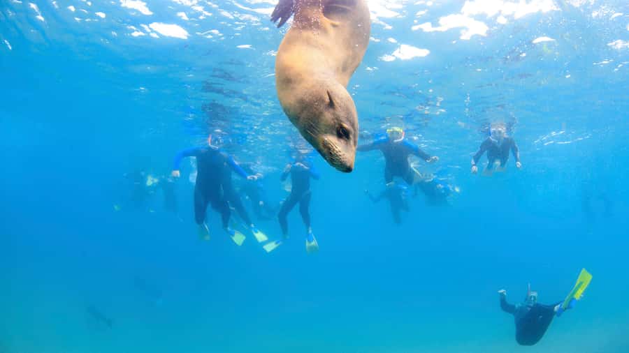 Sorrento: Dolphins & Seals Snorkeling Cruise w/ Lunch - Who will get the most from this cruise