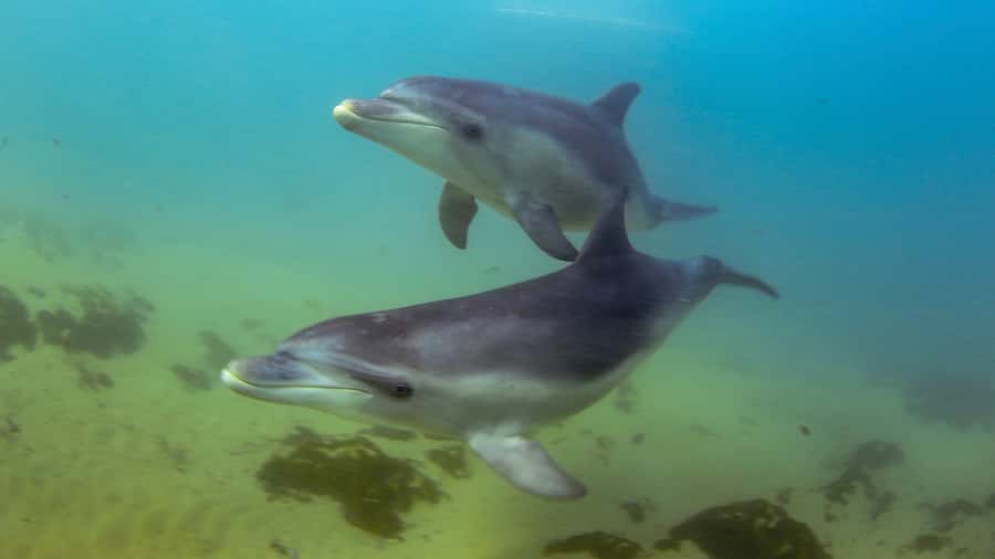 Sorrento: Dolphins & Seals Snorkeling Cruise w/ Lunch - Snorkeling with Australian fur seals