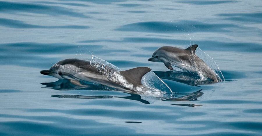 Sotogrande: Dolphin Watching Boat Trip with Drink - Setting out from Sotogrande Marina