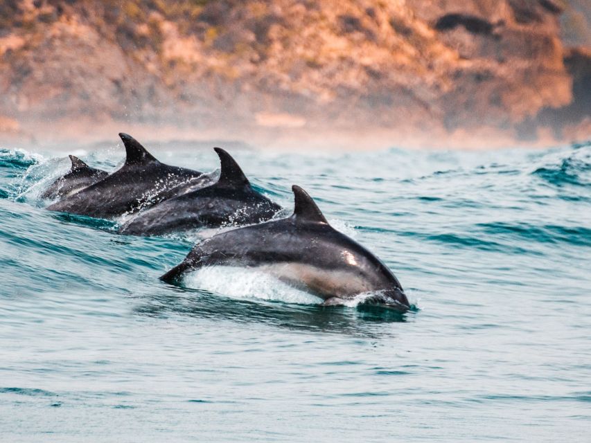Sotogrande: Dolphin Watching Boat Trip with Drink - Watching for dolphins in the Strait