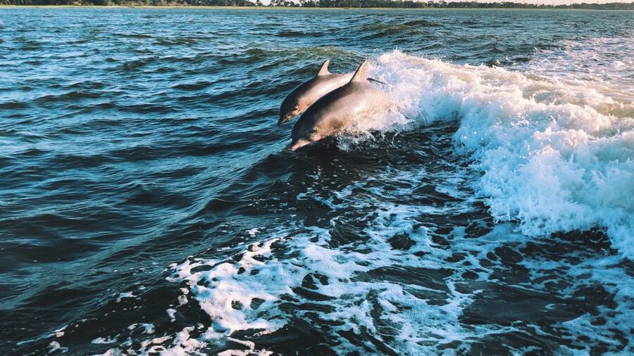 Sotogrande: Dolphin Watching Boat Trip with Drink - What the two-hour itinerary feels like
