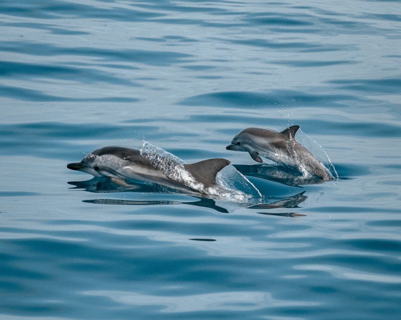 Sotogrande: Dolphin Watching Boat Trip with Drink - Cruising the Andalusian coast toward Gibraltar